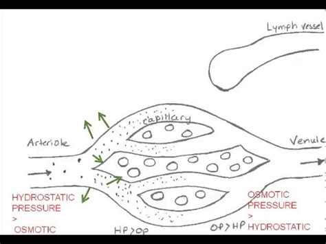 Osmotic Pressure Capillaries