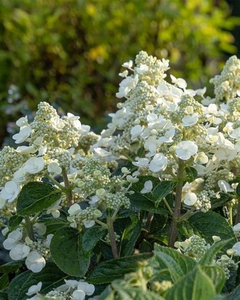 20 Most Stunning and Uncommon Hydrangea Varieties