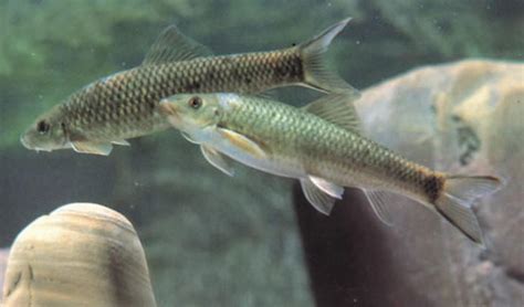 Discogobio tetrabarbatus (Дискогобио тетрабарбатус) | ВСЕ О ...