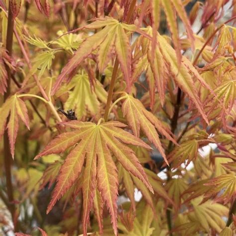 Acer Palmatum Orange Dream Érable Du Japon