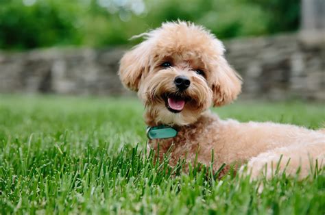 200+ Labradoodle Names: The Doodliest Of Them All