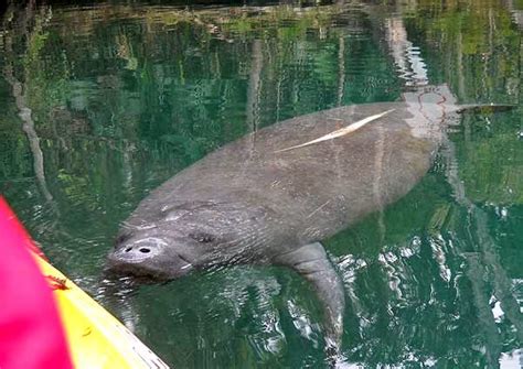 Life In Florida Weeki Wachee Florida