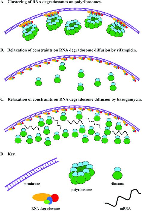 Model For Clustering Of Rna Degradosome By Polyribosomes A Multiple