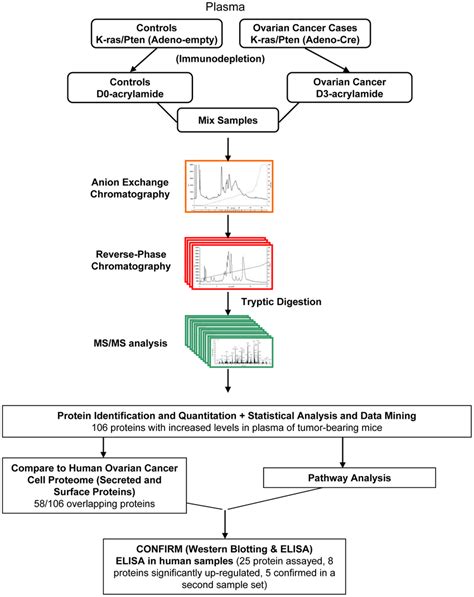 Study Design A Schematic Of The Workflow Used In This Study Pools Of