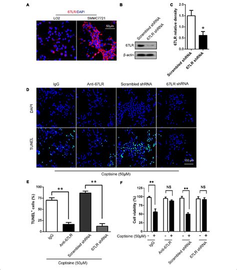 Coptisine Promoted Smmc Cell Apoptosis By Increasing Lr