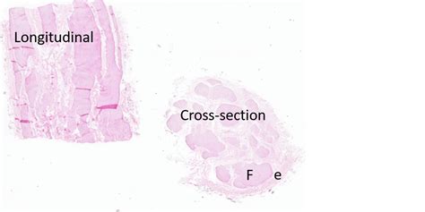 Basic Tissues Nervous Tissue Histology Education