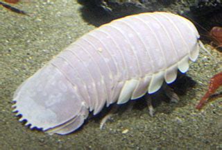 Giant Isopod - Deep Sea Creatures on Sea and Sky