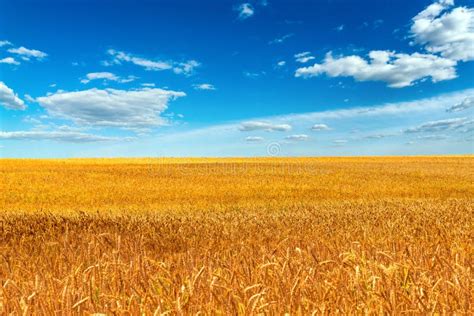 Campo De Paisaje De Trigo Dorado Bajo Cielo Azul Imagen De Archivo