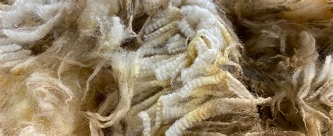 European Wool Association