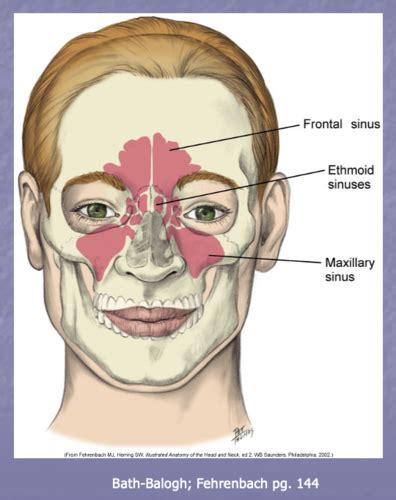 Sinuses Flashcards Quizlet