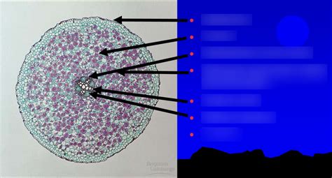 Dicot Root System Diagram Diagram | Quizlet