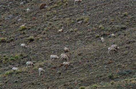 Trip Of Goats Grazing In A Field Stock Photo Image Of Livestock Trip