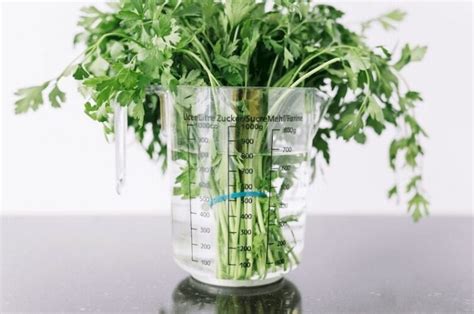 Cómo guardar Cilantro y otras Hierbas en tu Refrigerador para que no