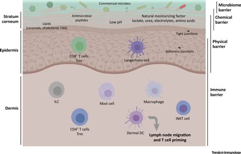 Innate Immunity Physical Barrier