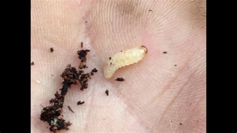 How To Identify And Treat The Dreaded Vine Weevil Youtube