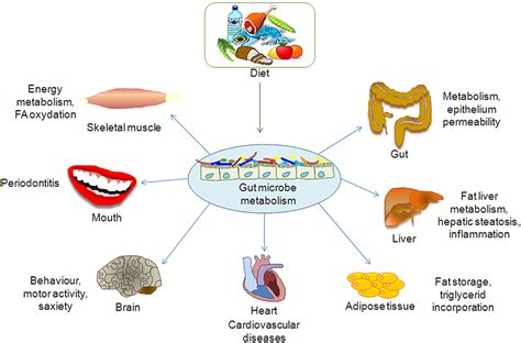 Frontiers | Gut Microbiota Profiling: Metabolomics Based Approach to ...