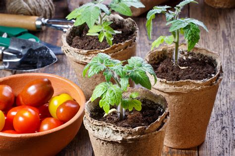 What Is Best Fertilizer For Tomatoes Storables