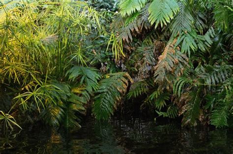 Premium Photo | Green ferns in tropical forest