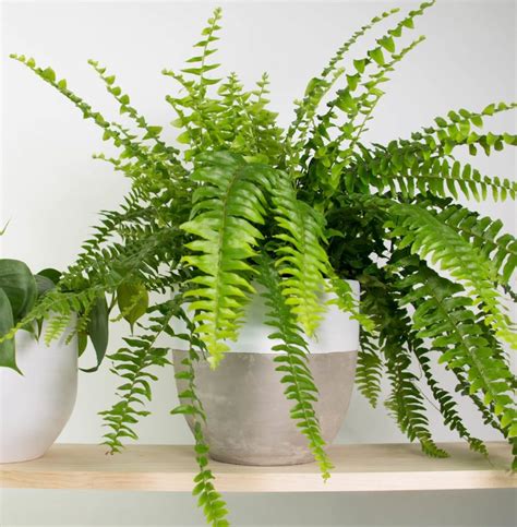 Boston-Fern-in-White-Dipped-Concrete-Pot – Coolgarden.me