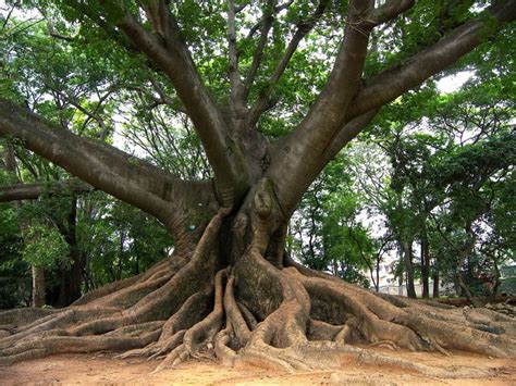 Kapok Tree Ceiba Pentandra Is A Tropical Tree Of The Order Malvales