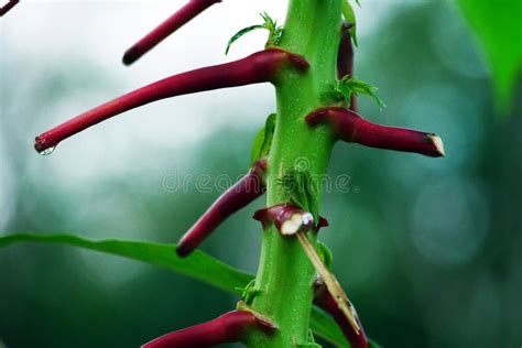 Close Up Of Cassava Plant Close Up Of Young Green Cassava Stems And Red Twigs Stock Image