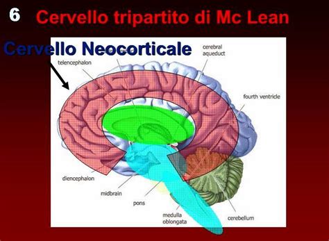 NUOVA DIDATTICA Paul D MacLean Cervello Tripartito E Cognizione