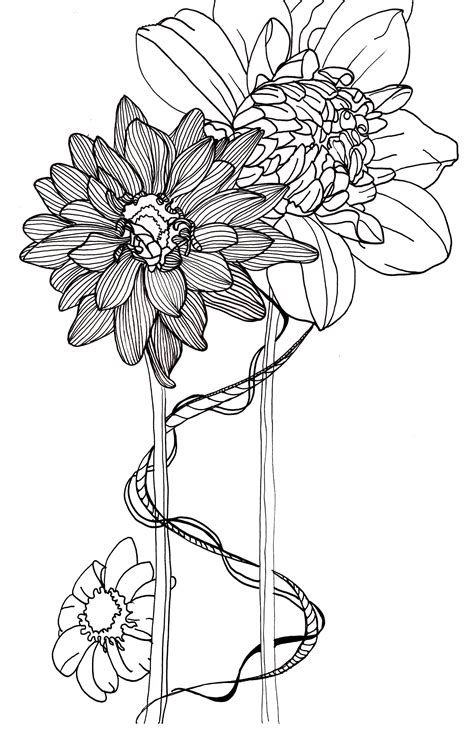 line drawing - flowers - dahlias Botanical Line Drawing, Flower Line ...