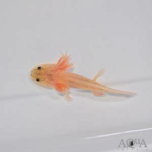 Blue Gill Leucistic Axolotl Ambystoma Mexicanum Aqua Imports