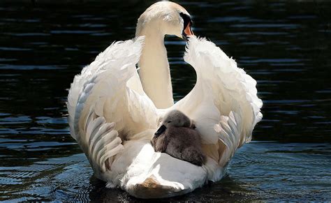 Hd Wallpaper White Swan With Gray Duckling On Water At Daytime Baby