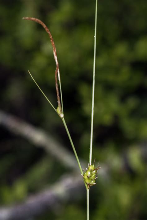 Carex Oligosperma