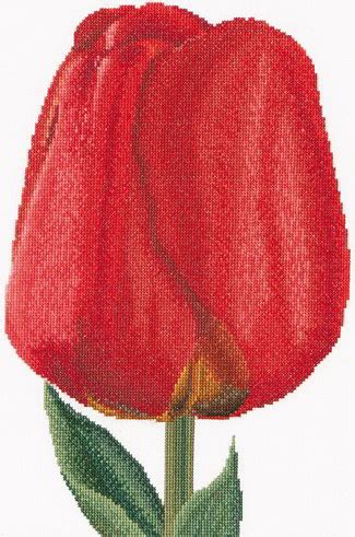 Tulipano Ibrido Darwin Rosso Da Thea Gouverneur Fiori E Frutti Kit