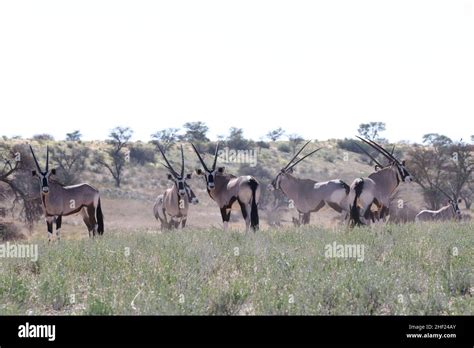 Kgalagadi Transfrontier Park Stock Photo - Alamy