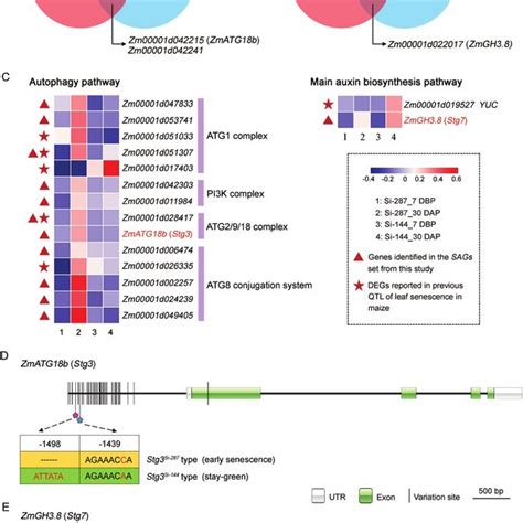 Candidate Genes Revealed By The Integrated Analysis Of Qtl Mapping And