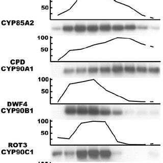 Effect Of BL On The Steady State MRNA Levels Of BR Biosynthetic P450s