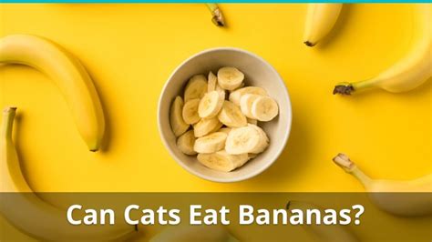 Can Cats Eat Bananas Are They Safe Or Bad For Them Find Out