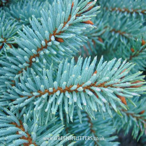 The Many Different Colours And Textures Of Conifers Conifers