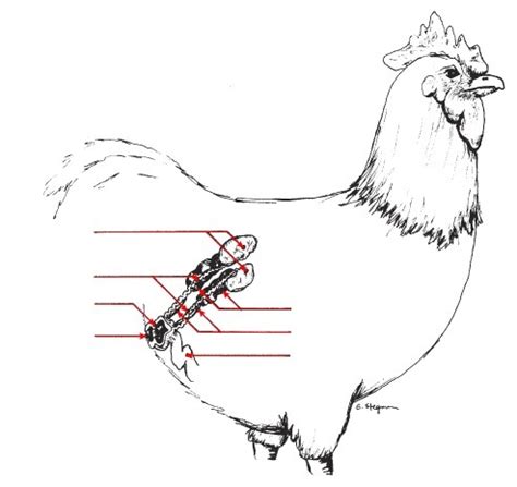 Rooster Anatomy Diagram