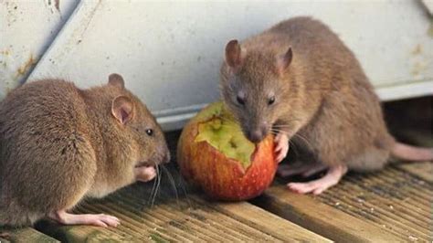 Cara Ampuh Usir Tikus Di Rumah Tanpa Menggunakan Racun Bangkapos