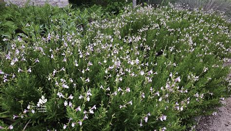 Winter Pruning Autumn Sage Mealy Blue Sage Batang Tabon