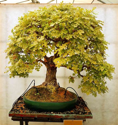 Oak Bonsai Tree