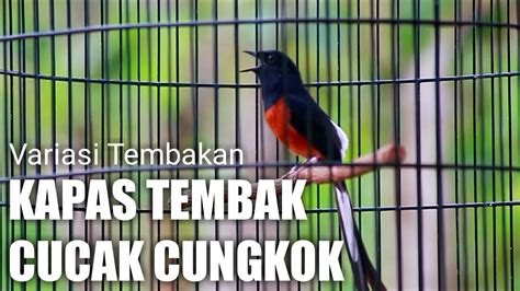 VARIASI TEMBAKAN MURAI BATU GACOR FULL ISIAN KAPAS TEMBAK DAN CUCAK