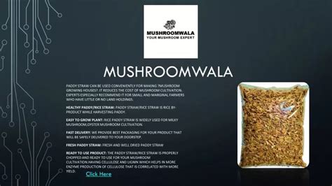 Ppt Mushroomwala Paddy Straw Rice Straw For Oyster Mushroom And