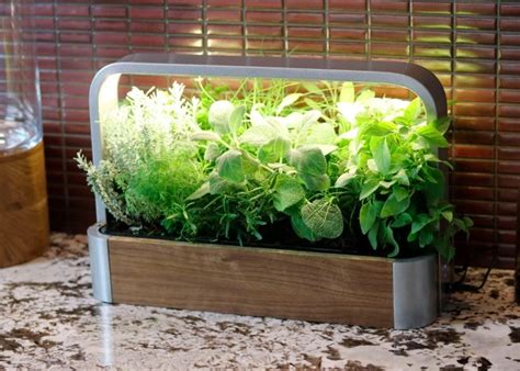 Домашние мини-теплицы: свежая зелень в квартире круглый год, даже если ...