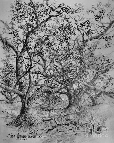 Apple Orchard Drawing by Jim Hubbard - Fine Art America