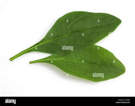 Salad Of Spinach Shoot Spinacia Oleracea Leaves Against White