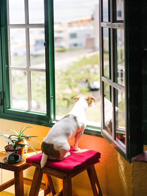 "Dog On Chair Looking Away" by Stocksy Contributor "Dreamwood