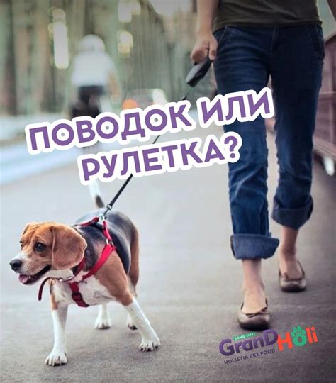 "GrandHoli" корм для собак и кошек | Для долгой и счастливой жизни ...