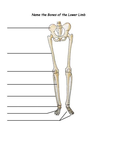 Leg Bones Diagram | Quizlet