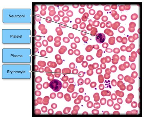 Blood Cells Apr Module Flashcards Quizlet