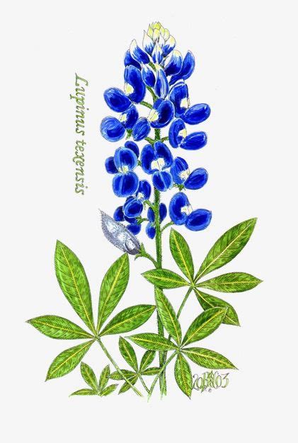 Lupinus Texensis Drawing